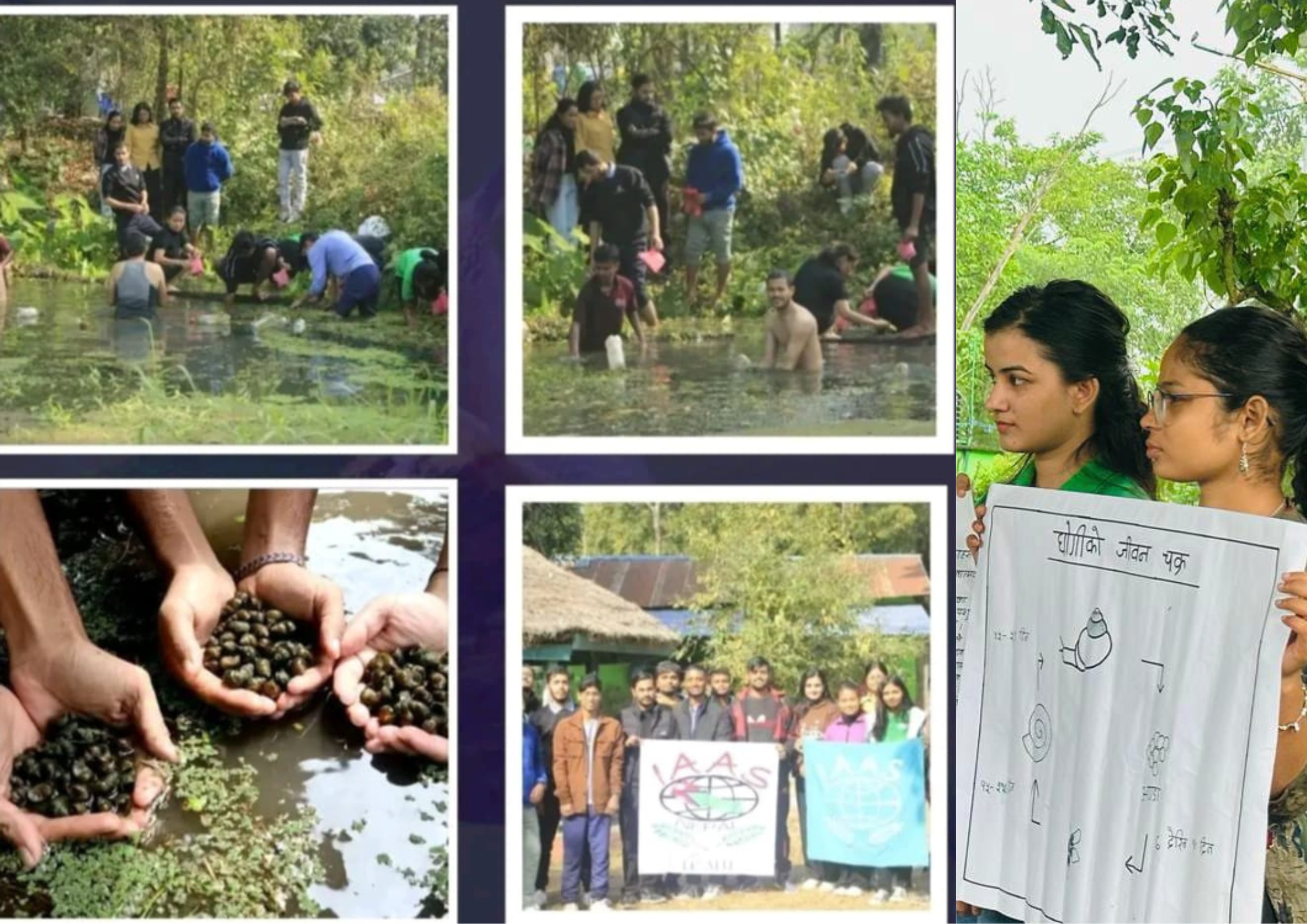 Heliciculture: A Hope to Be Flourished