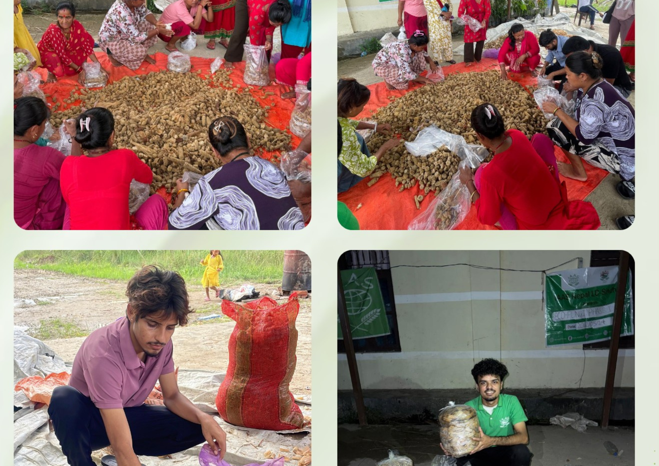 Eco-Fungi: Cultivating Mushroom from Maize Cob Residues